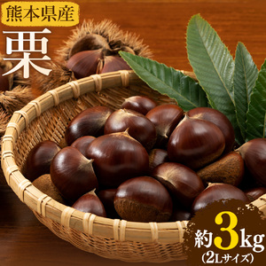 【先行予約】栗 約3kg 2Lサイズ 日本フルーツ株式会社《9月上旬-10月上旬頃出荷》熊本県 菊池市 栗 くり 熊本県産 2L 栗きんとん 栗ごはん