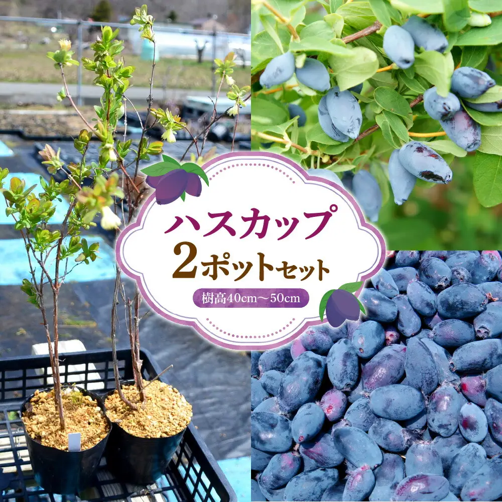 ハスカップ2ポットセット