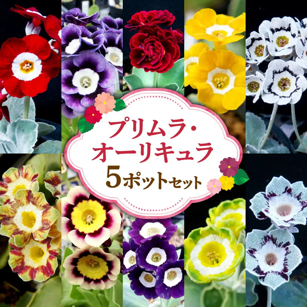 プリムラ・オーリキュラ5ポットセット