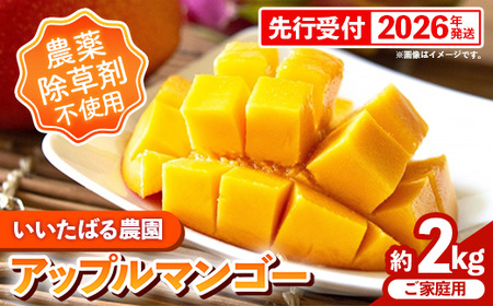 【先行受付】【2026年発送】いいたばる農園の家庭用アップルマンゴー約2kg - ご家庭用 先行予約 沖縄県産 産地直送 農薬不使用 除草剤不使用 南国フルーツ 旬の味覚 マンゴー オススメ 沖縄県 八重瀬町
