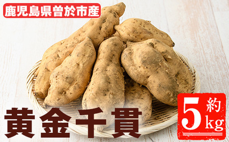＜先行予約受付中！2026年8月以降順次発送予定！＞鹿児島県 曽於市産 新物 黄金千貫 (5kg) 【瀬崎農園】 A940-v01