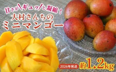 甘さがギュッと凝縮！大村さんちのミニマンゴー　約1.2kg　2026年発送 甘い 芳醇 完熟 マンゴー ミニマンゴー みにまんごー 希少 デザート フルーツ アーウィン あまい おいしい ジューシー 南国 高級 まんごー 沖縄 国産マンゴー 沖縄県 東村