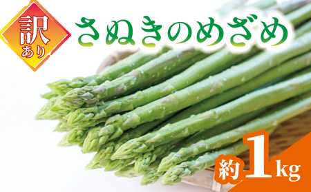 【訳ありアスパラ】 さぬきのめざめ 1kg アスパラ 配送：3月中旬～10月中旬