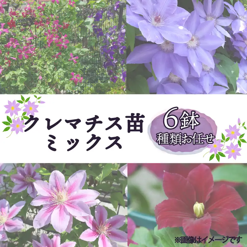 花苗 クレマチス ミックス 6鉢 花苗 ギフト ガーデニング