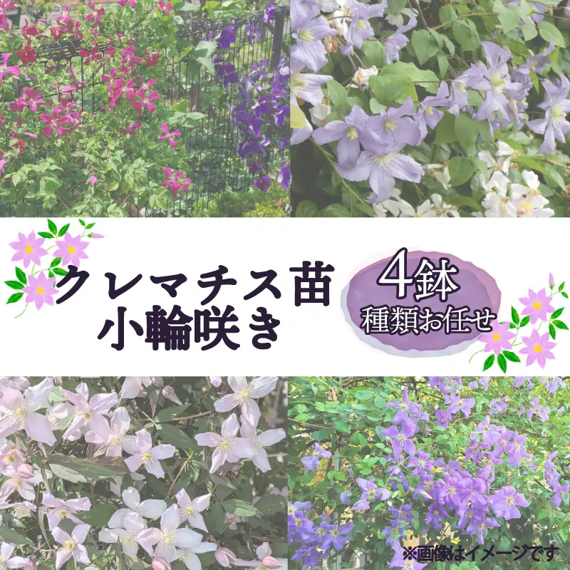 花苗 クレマチス 小輪咲き 4鉢 花苗 ギフト ガーデニング