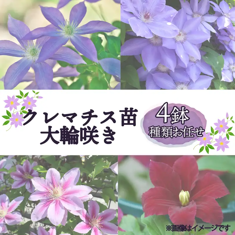 花苗 クレマチス 大輪咲き 4鉢 花苗 ギフト ガーデニング