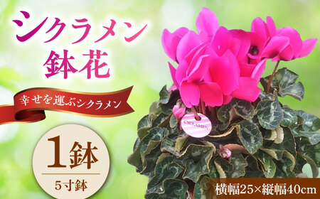 【12月上旬より順次発送】 シクラメン 鉢花 / 瑞浪市 中山園芸 花 お花 お祝い 鉢植え 生花 ギフト プレゼント フラワー[AZDC001]