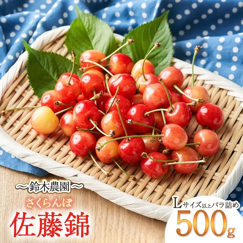 【令和8年産先行予約】さくらんぼ 佐藤錦 (Lサイズ以上) バラ詰め 500g　鈴木農園