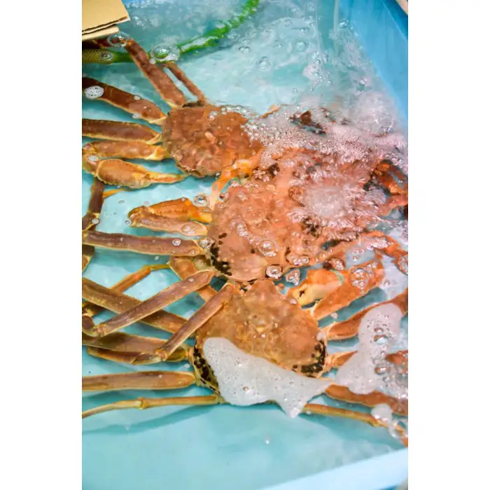 .ご自宅用　活訳あり松葉ガニ　お任せ大満足の5kgセット  | カニ 松葉ガニ 活 美味しさに 訳あり 大容量 【着日指定不可】※2026年11月上旬～2027年3月下旬頃に順次発送予定