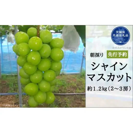 【2026年先行予約】有機肥料栽培 大粒 シャインマスカット 計1.2kg 朝どり 産地直送（茨城県共通返礼品・かすみがうら市） ／ ぶどう 葡萄 ブドウ シャインマスカット 先行予約 予約 1.2kg 朝どり 産地直送 茨城県