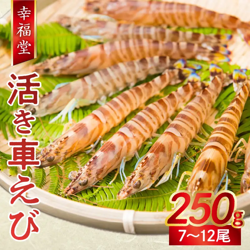 S005-004_【鮮度抜群】厳選・幸福堂の活き車えび(250g)〈先行予約〉 / 車エビ 車海老 エビ えび