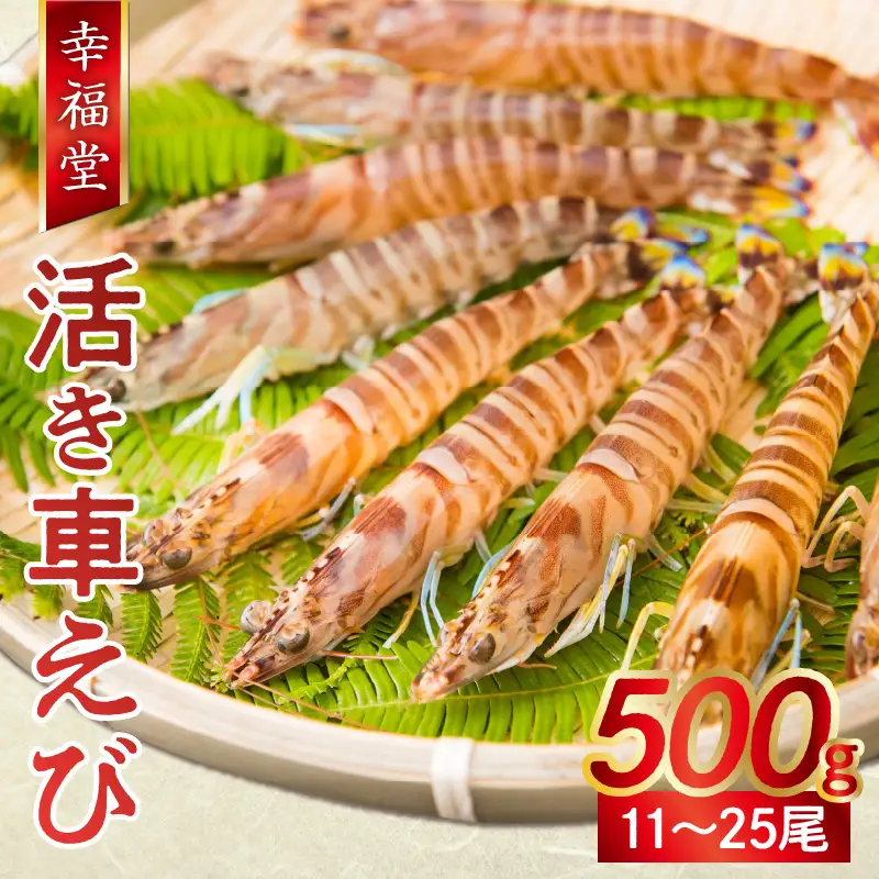S005-001_【鮮度抜群】厳選・幸福堂の活き車えび(500g)〈先行予約〉 / 【 着日指定 】 厳選 活き 車海老  容量 500g 養殖 天草の海 鮮度抜群 旨み 甘み えび 身の締まり 海鮮 魚介類  塩焼き エビパスタ エビフライ お刺身 エビチリ 絶品 プリプリ お取り寄せ お取り寄せグルメ 熊本県 天草市 送料無料