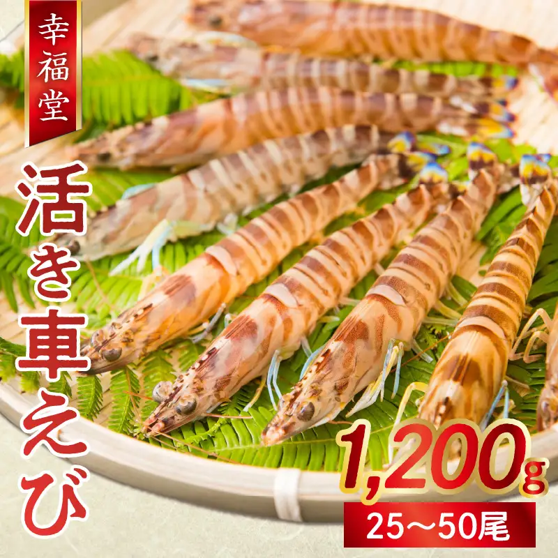 S005-003_【鮮度抜群】厳選・幸福堂の活き車えび(1,200g)〈先行予約〉 / 車エビ 車海老 エビ えび