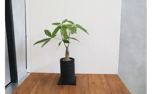 S060-077A_エコ・ポチ チムニー 黒 パキラ 観葉植物  / 観葉植物 インテリア グリーン パキラ