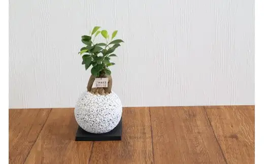 S060-082A_エコ・ポチ スフィア 白 ガジュマル 観葉植物　/白 ガジュマル 観葉植物