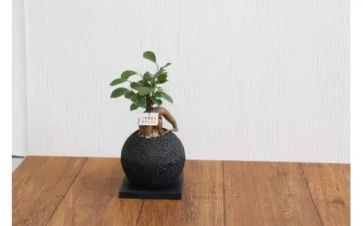 S060-081A_エコ・ポチ スフィア 黒 ガジュマル 観葉植物　/黒 ガジュマル 観葉植物