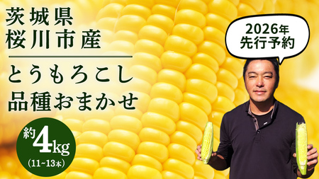 桜川市産 とうもろこし 品種おまかせ 約4kg ( 11～13本 ) [FJ001sa]	