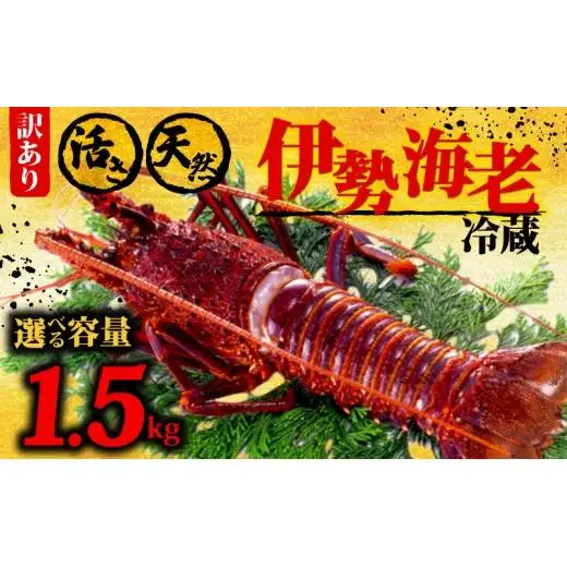 【 伊勢海老 】 伊勢海老1.5kg