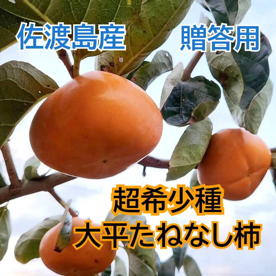 【2026年11月以降発送】佐渡島の希少柿　大平たねなし柿6個　贈答用