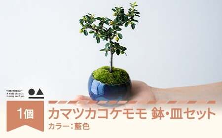 【鉢皿色・藍色】 カマツカコケモモ  鎌柄苔桃 盆栽 植物 石木花 sw-bokmx380 ※沖縄・離島への配送不可