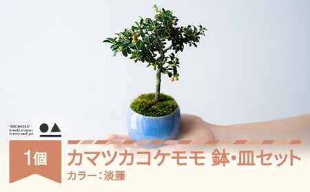 【鉢皿色・淡藤】　カマツカコケモモ  鎌柄苔桃 盆栽 植物 石木花 sw-bokmx380 ※沖縄・離島への配送不可
