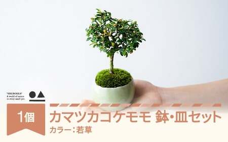 【鉢皿色・若草】 カマツカコケモモ  鎌柄苔桃 盆栽 植物 石木花 sw-bokmx380 ※沖縄・離島への配送不可