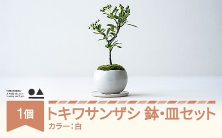 【鉢皿色・白】 トキワサンザシ 常盤山査子 盆栽 植物 石木花 sw-botkx380