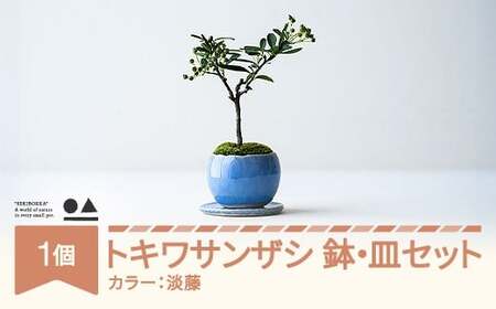 【鉢皿色・淡藤】　トキワサンザシ 常盤山査子 盆栽 植物 石木花 sw-botkx380 ※沖縄・離島への配送不可