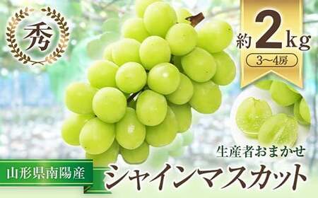 【令和8年産先行予約】 シャインマスカット 約2kg (3～4房 秀) 《令和8年9月中旬～発送》 『生産者おまかせ』 マスカット ぶどう 果物 フルーツ デザート 山形県 南陽市 [635-R8]