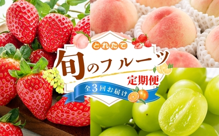 【フルーツ定期便・全3回】品質に自信あり！くしがきの里から直送　桃・シャインマスカット・まりひめを季節ごとにお届け♪ / 定期便 桃 もも シャインマスカット マスカット いちご イチゴ 苺 果物 フルーツ 3回【BK-kgr037】