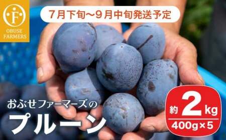 プルーン 約2kg ［おぶせファーマーズ］果物 フルーツ 生プルーン 産地 直送  クール便 冷蔵便 長野県産 信州産 令和8年産 【2026年7月下旬～9月中旬発送】  ［F-21］