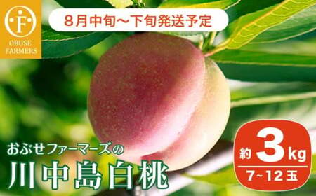 先行受付 川中島白桃 約3kg 7～12玉 ［おぶせファーマーズ］桃 もも モモ フルーツ 令和8年産【2026年8月中旬～下旬発送】[F-19]