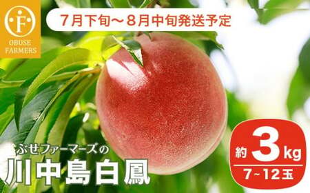 川中島白鳳 約3kg 7～12玉 ［おぶせファーマーズ］【2026年7月下旬～8月中旬発送】果物 フルーツ 桃 もも モモ クール便 冷蔵便 長野県産 信州産  令和8年産［F-14］