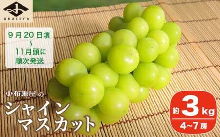 シャインマスカット 約3kg 4～7房 ［小布施屋］令和8年産 【2026年9月20日頃～11月頭にかけて順次発送】[C-5]
