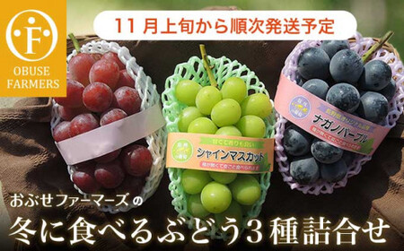 冬に食べるシャインマスカット＆ナガノパープル＆赤系ぶどう1房ずつ 約1.5kg ［ おぶせファーマーズ ］ ぶどう 果物 フルーツ 詰め合わせ 詰合せ 【2026年11月上旬～順次出荷】［FB-24］