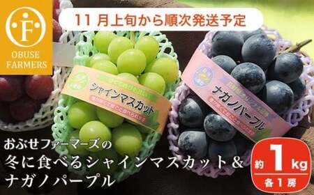 冬に食べるシャインマスカット＆ナガノパープル1房ずつ 約1kg［おぶせファーマーズ］ぶどう 果物 フルーツ 詰め合わせ 詰合せ 令和8年度【2026年11月上旬～順次出荷】［F-537］