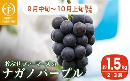  ナガノパープル 約1.5kg 2～3房 [おぶせファーマーズ]  果物 フルーツ ぶどう 葡萄 冷蔵便 クール便 長野県産 信州産  令和8年産 【2026年9月中旬～10月上旬発送】 ［FB-22］