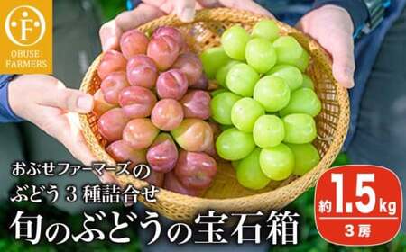 ぶどう 3種詰合せ 旬のぶどうの宝石箱 約1.5kg 3房 ［おぶせファーマーズ］ 果物 フルーツ くだもの ぶどう 葡萄 ブドウ クール便 冷蔵便 令和8年産 【2026年9月中旬～10月下旬発送】 ［F-546］