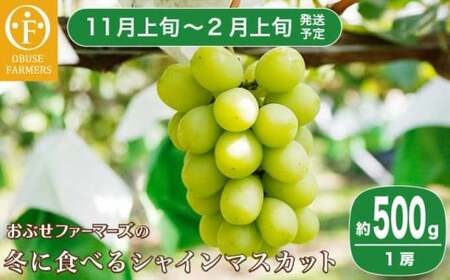 冬に食べるシャインマスカット 約500g 1房［ おぶせファーマーズ ］ぶどう フルーツ 果物 令和8年度【2026年11月上旬～2027年2月上旬発送】