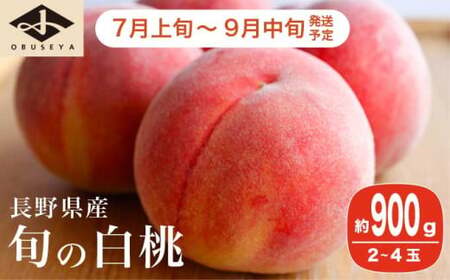 旬の白桃 約900g 2～4玉 ［小布施屋］ 長野県産 白桃 もも モモ フルーツ 果物 長野県産 信州産 クール便 冷蔵便 たまき なつき あかつき 川中島白鳳 川中島白桃など 令和8年産 【2026年7月上旬～9月中旬発送】［A-308］