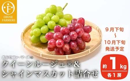 クイーンルージュ_ ＆シャインマスカット 詰合せ 各1房 約1kg ［おぶせファーマーズ］ 果物 フルーツ くだもの ぶどう 葡萄 ブドウ クール便 冷蔵便 令和8年産 【2026年9月下旬～10月下旬発送】  ［F-541］