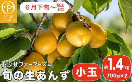 旬の生あんず 小玉 約1.4kg 700gパック×2 [おぶせファーマーズ] 数量限定 期間限定 杏アンズ 果物 フルーツ 長野県産 信州産 令和8年産【2026年6月下旬～発送】［F-45］