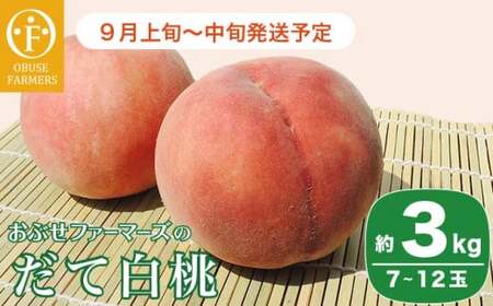 だて白桃 約3kg 7～12玉 ［おぶせファーマーズ］桃 もも モモ 白桃 フルーツ 果物 冷蔵便 クール便 長野県産 信州産 令和8年産【2026年9月上旬～中旬発送】［F-44］