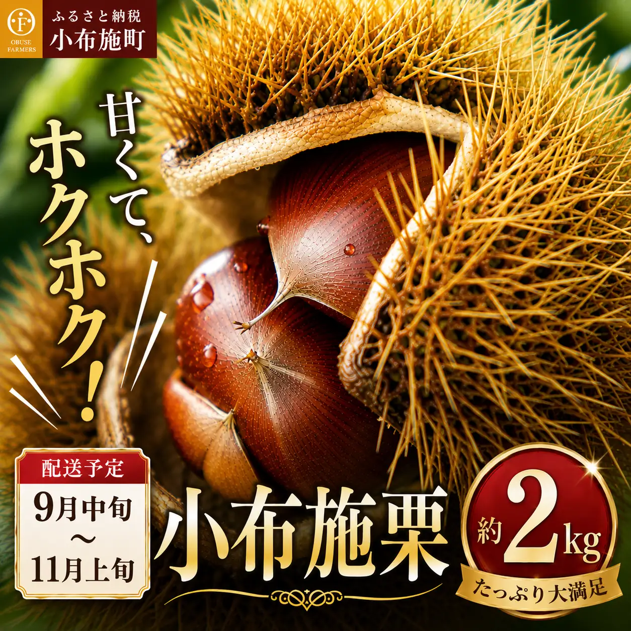 小布施栗 約2kg［おぶせファーマーズ］ 栗 生栗 長野県産 信州産 令和8年度【2026年9月中旬〜11月上旬発送】［F-37］