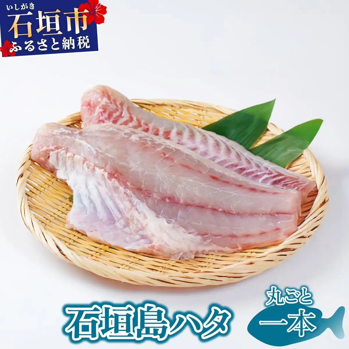 石垣島 ハタ 丸ごと1本
