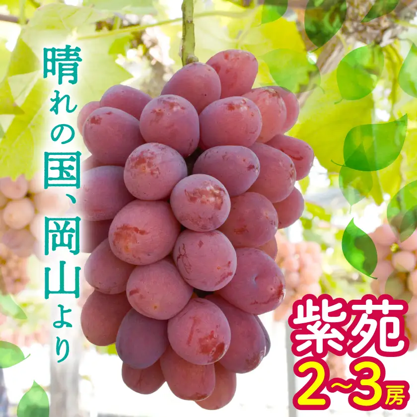 ぶどう 2026年 先行予約 紫苑 2～3房 約1.2kg 岡山県産【配送不可地域：離島】【1657482】
