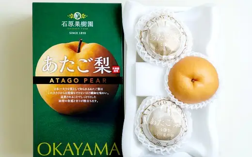 あたご梨 3玉 合計約1.5kg 化粧箱 愛宕梨 なし 梨 ナシ 果物 フルーツ 果実 岡山県 倉敷市 【2026年11月下旬～12月下旬迄順次発送予定】