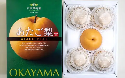 あたご梨 3～6玉 合計約3kg 化粧箱 愛宕梨 なし 梨 ナシ 果物 フルーツ 果実 岡山県 倉敷市【2026年11月下旬～12月下旬迄順次発送予定】