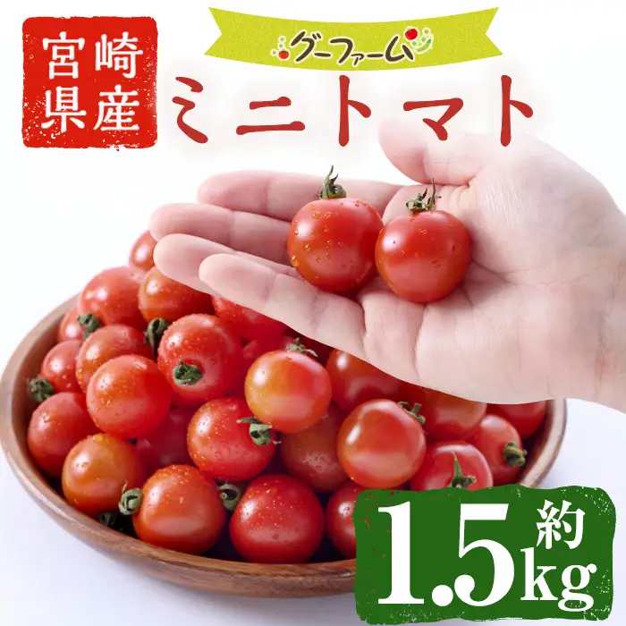 ＜期間限定＞ミニトマト(約1.5kg) 野菜 とまと フルーツトマト サマー千果 アイコ サラダ 【GF-4】【グーファーム】