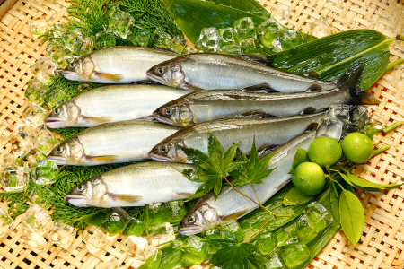 日野川育ちの「夏香鮎」瞬間冷凍1kg(約12～14尾）【鮎 冷凍 1kg 国産 アユ あゆ 魚 魚介 海鮮 養殖 川魚 塩焼き 甘露煮 煮凝り 素揚げ 天ぷら 鳥取県 日吉津村 日野川 日本海】